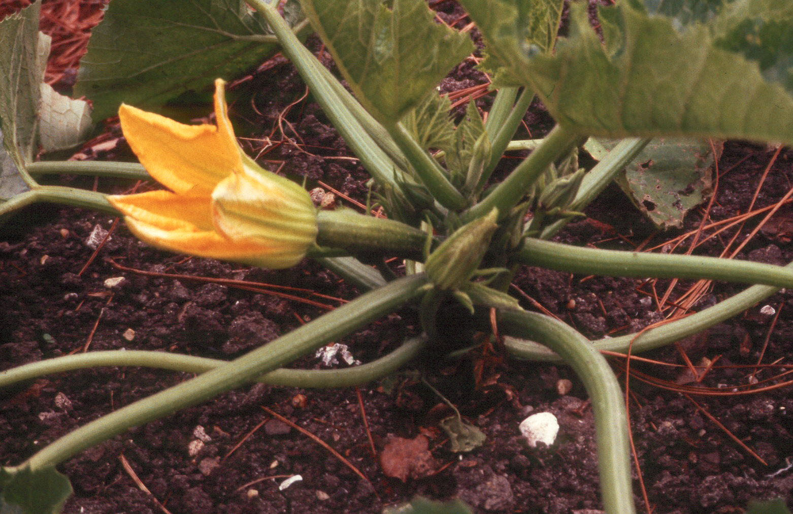 Cucumber family provides many favorite vegetables